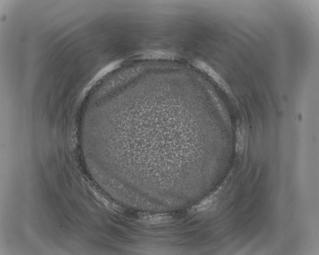 X0000081571213200701291206