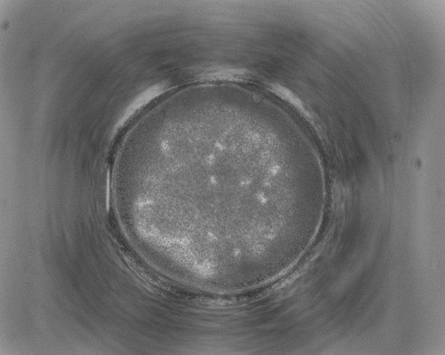 X0000081571219200701291206