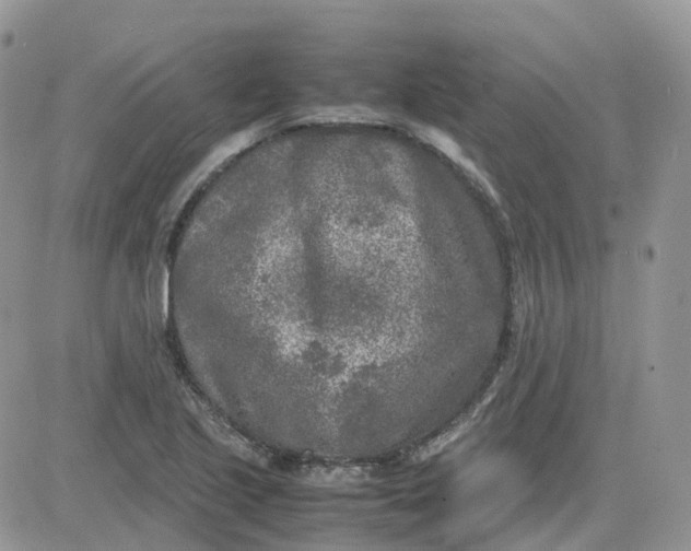 X0000081571221200701291206