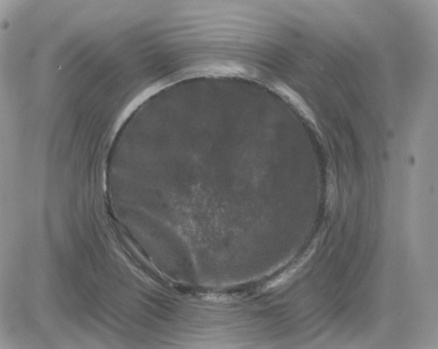 X0000081571226200701291206