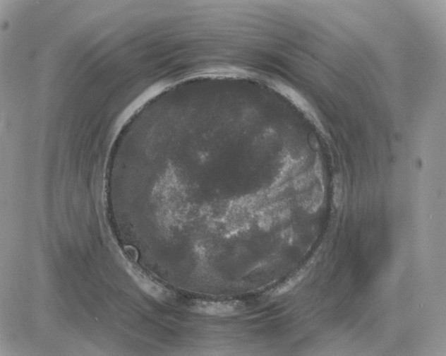 X0000081571229200701291207