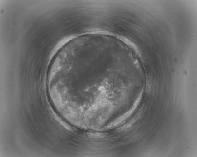 X0000081571231200701291207