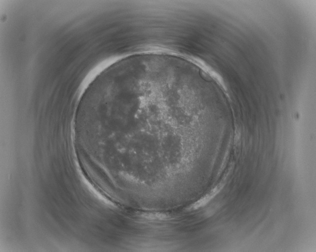 X0000081571239200701291207