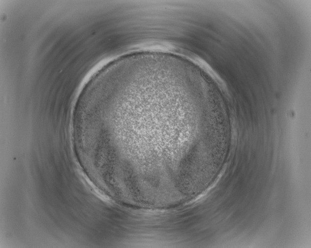 X0000081571240200701291207