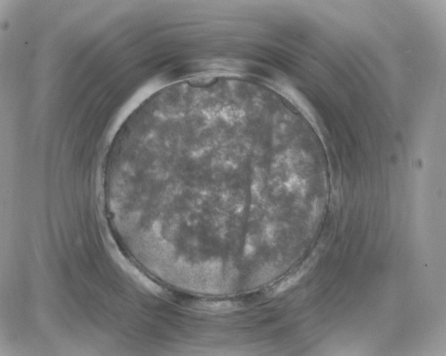 X0000081571243200701291207