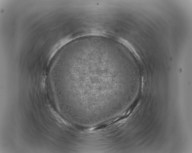 X0000081571260200701291206