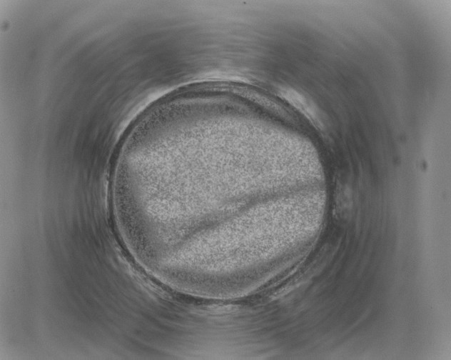 X0000081571268200701291206