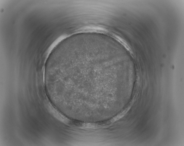 X0000081571275200701291206