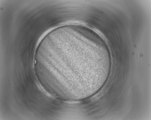 X0000081571296200701291205