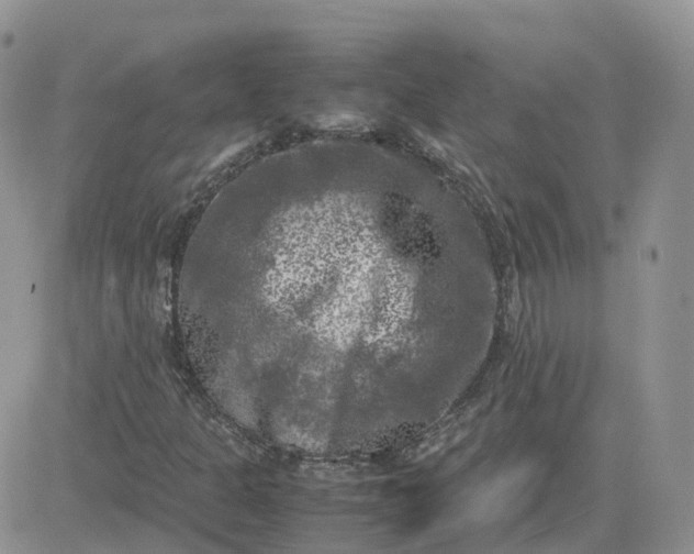 X0000081571301200701291205