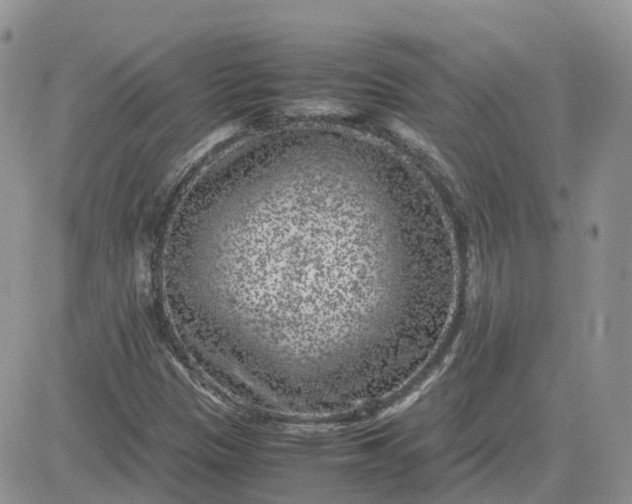 X0000081571305200701291205