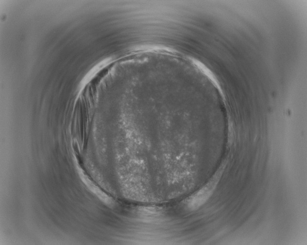 X0000081571330200701291205