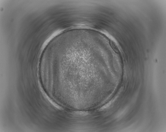 X0000081571333200701291205