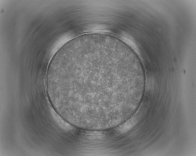 X0000081571338200701291205