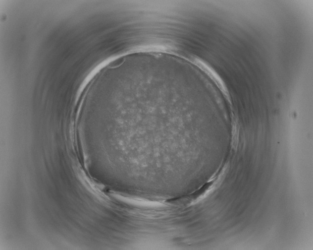 X0000081571340200701291205