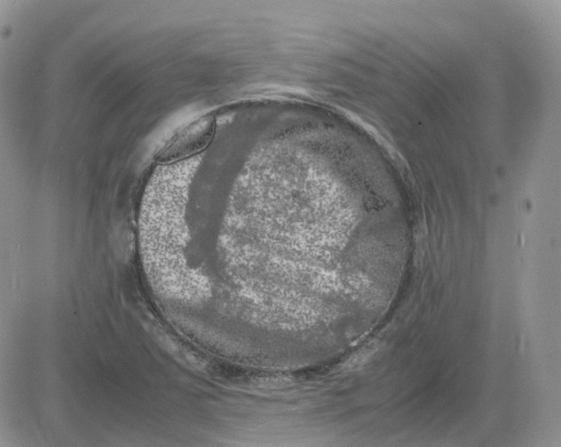 X0000081571363200701291204