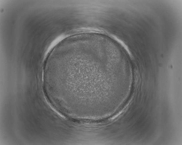 X0000081571365200701291204