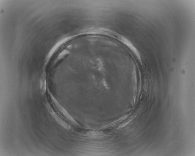 X0000081571368200701291204