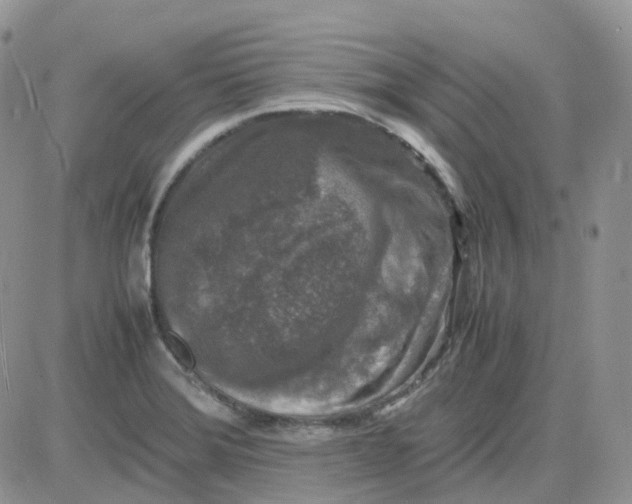 X0000081571372200701291204