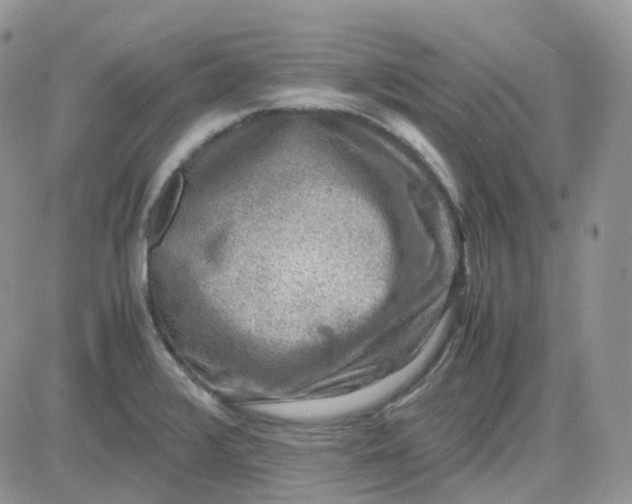 X0000081571376200701291204