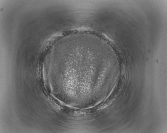 X0000081571398200701291203