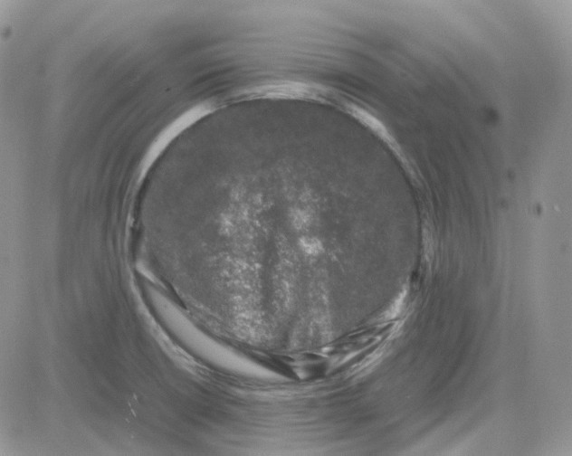 X0000081571426200701291203