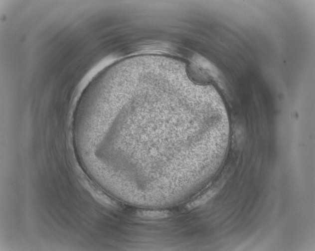 X0000081571427200701291203