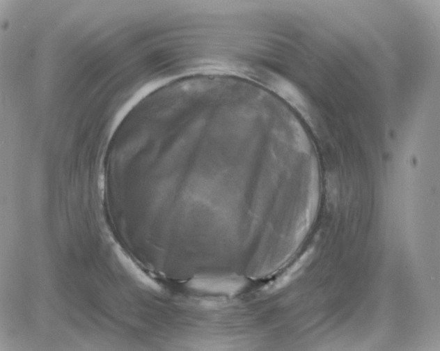 X0000081571428200701291204