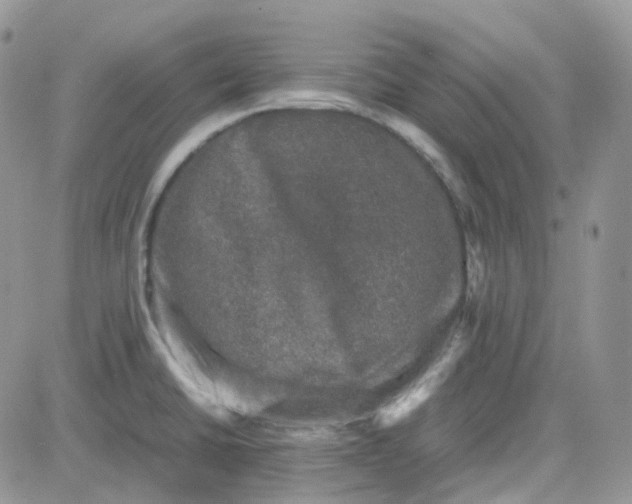 X0000081571430200701291204