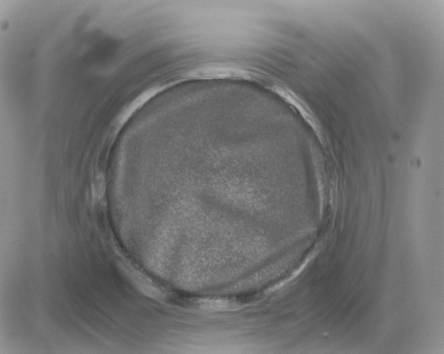 X0000081571465200701291202