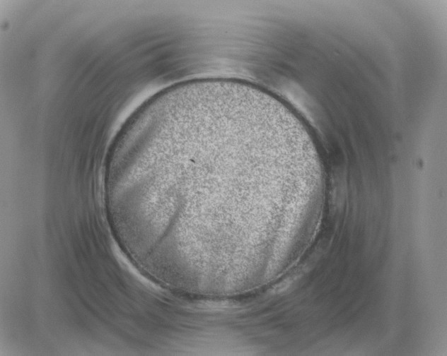 X0000081571468200701291202