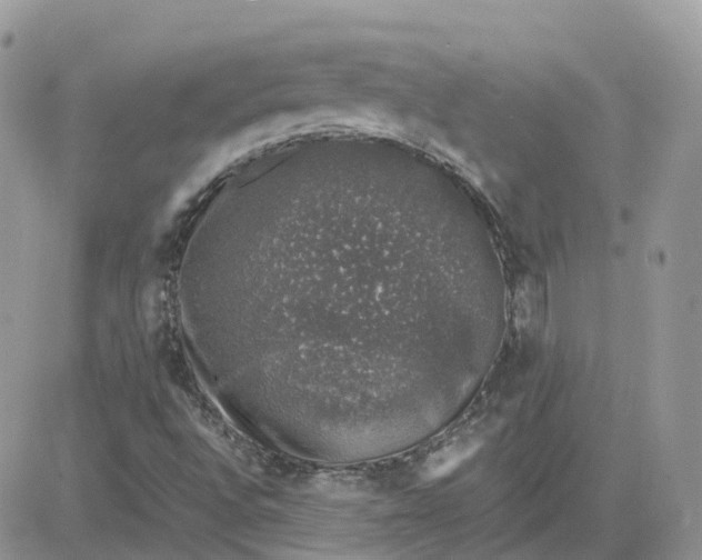 X0000081571496200701291201