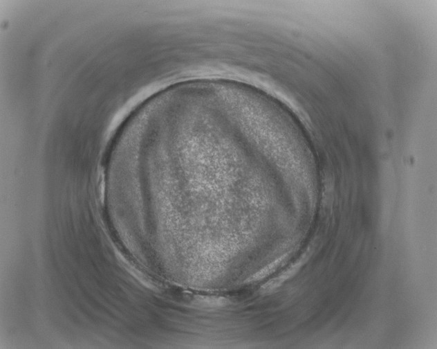 X0000081571509200701291202