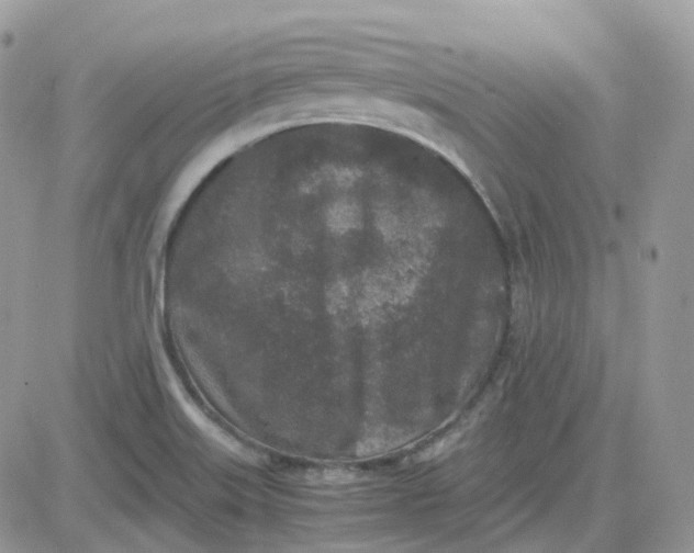 X0000081571515200701291202