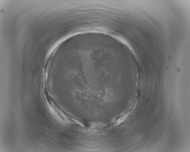 X0000081571524200701291202