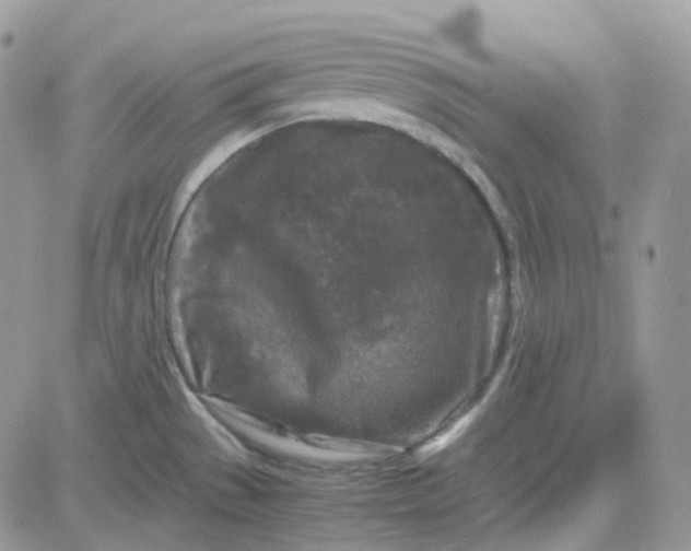 X0000081571529200701291202