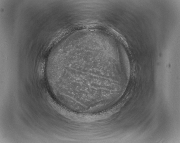 X0000081570018200702051225