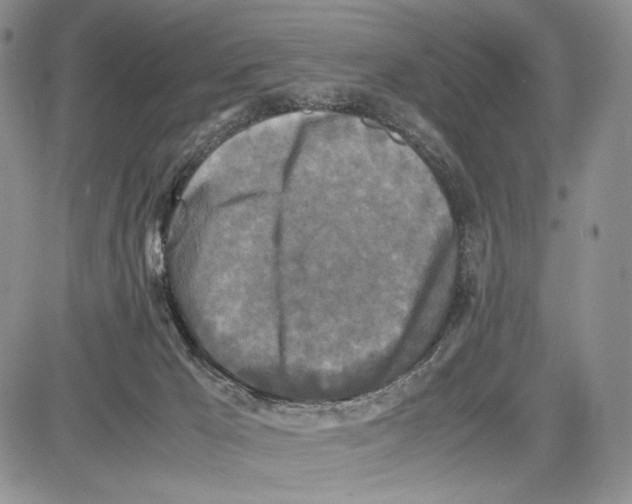 X0000081570029200702051225