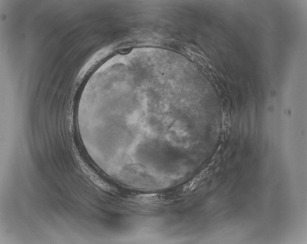 X0000081570054200702051224