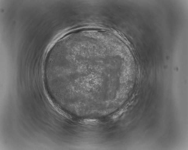 X0000081570055200702051224