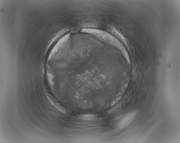 X0000081570059200702051224