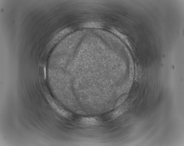 X0000081570061200702051224