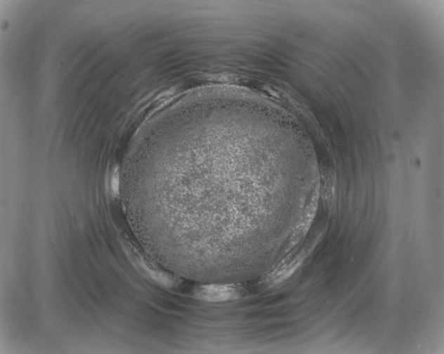 X0000081570095200702051225