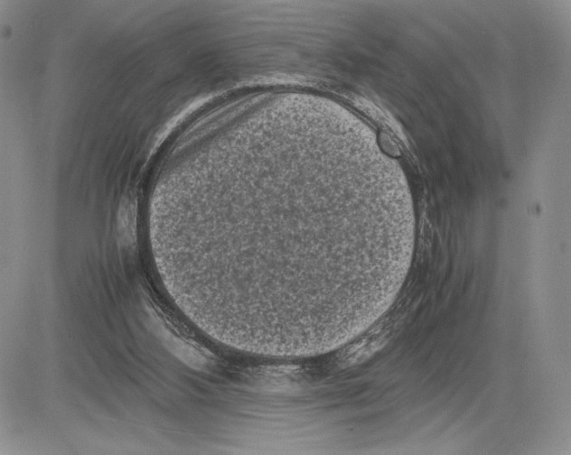 X0000081570108200702051224