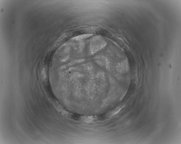 X0000081570131200702051224