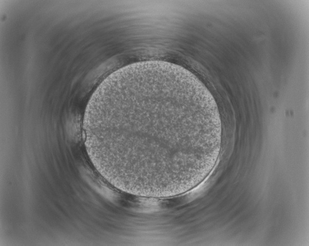 X0000081570144200702051223