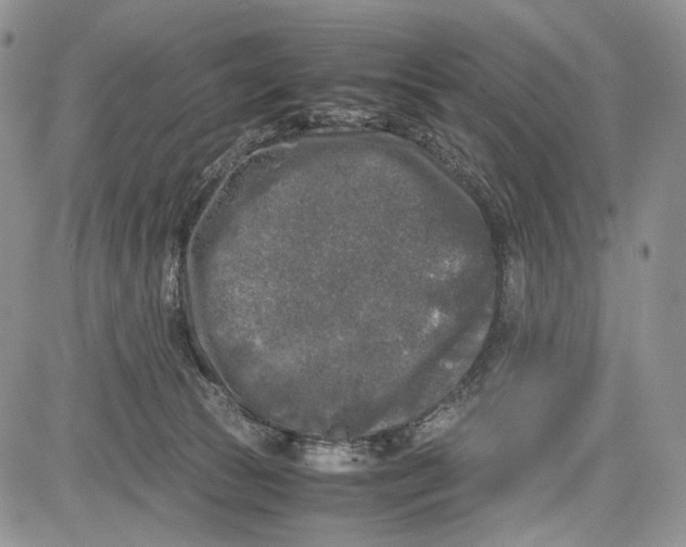 X0000081570177200702051223