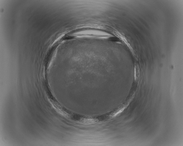 X0000081570205200702051222