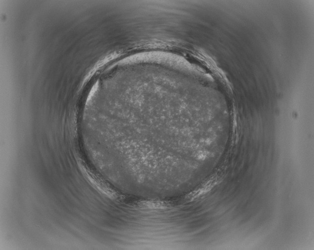 X0000081570250200702051221