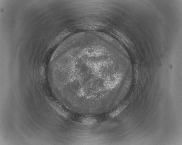 X0000081570258200702051221